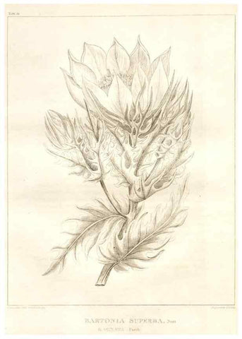 Reproducción/Reproduction 7361685106: A flora of North America :. Philadelphia :M. Carey & Sons,1821-23.