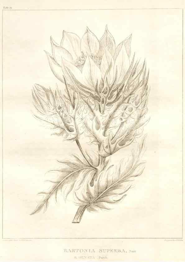 Reproducción/Reproduction 7361685106: A flora of North America :. Philadelphia :M. Carey & Sons,1821-23.