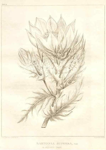 Reproducción/Reproduction 7361685106: A flora of North America :. Philadelphia :M. Carey & Sons,1821-23.