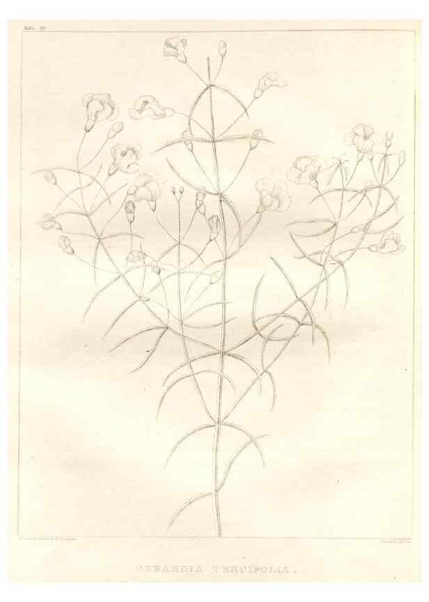 Reproducción/Reproduction 7176460909: A flora of North America :. Philadelphia :M. Carey & Sons,1821-23.