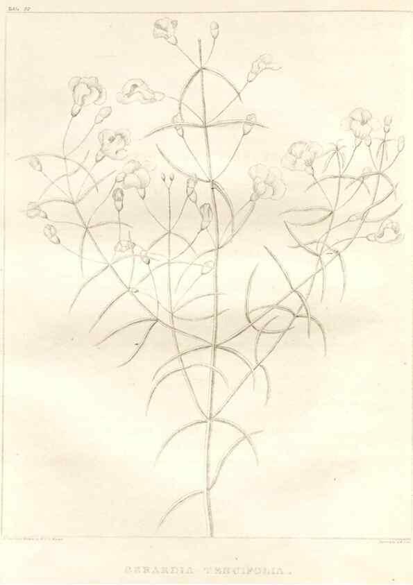 Reproducción/Reproduction 7176460909: A flora of North America :. Philadelphia :M. Carey & Sons,1821-23.