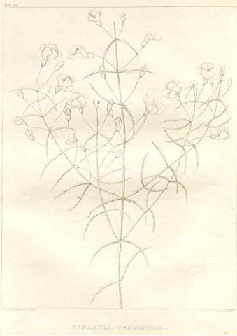 Reproducción/Reproduction 7176460909: A flora of North America :. Philadelphia :M. Carey & Sons,1821-23.