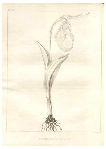 Reproducción/Reproduction 7361686188: A flora of North America :. Philadelphia :M. Carey & Sons,1821-23.