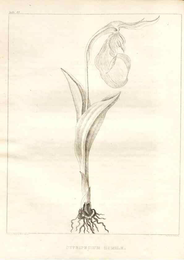 Reproducción/Reproduction 7361686188: A flora of North America :. Philadelphia :M. Carey & Sons,1821-23.