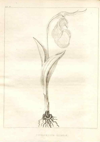Reproducción/Reproduction 7361686188: A flora of North America :. Philadelphia :M. Carey & Sons,1821-23.