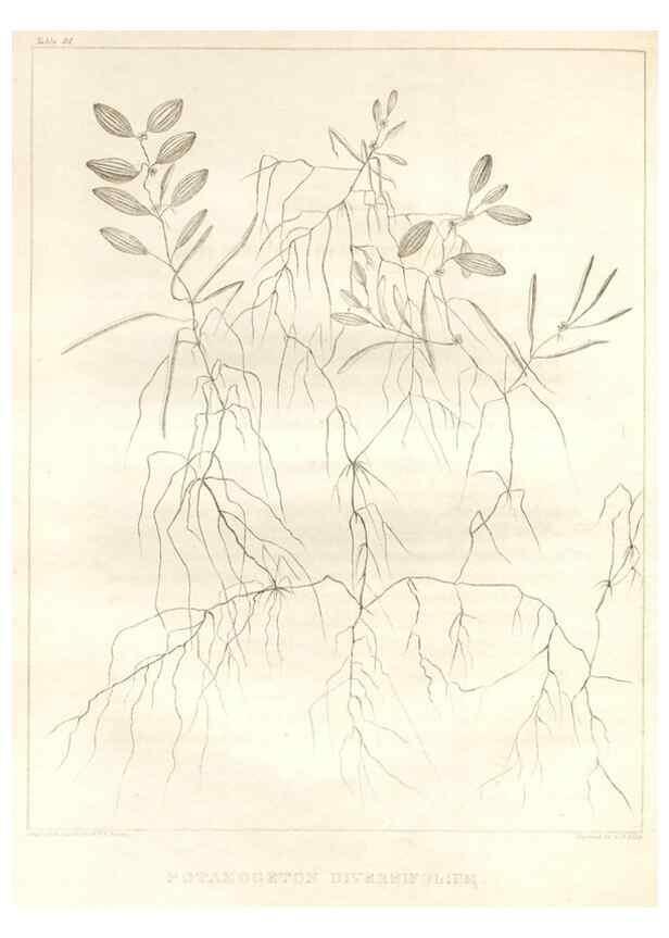 Reproducción/Reproduction 7361686866: A flora of North America :. Philadelphia :M. Carey & Sons,1821-23.