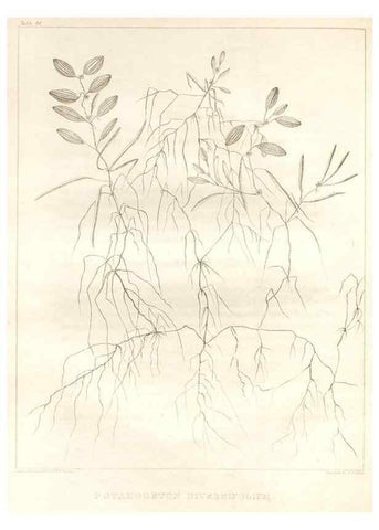 Reproducción/Reproduction 7361686866: A flora of North America :. Philadelphia :M. Carey & Sons,1821-23.