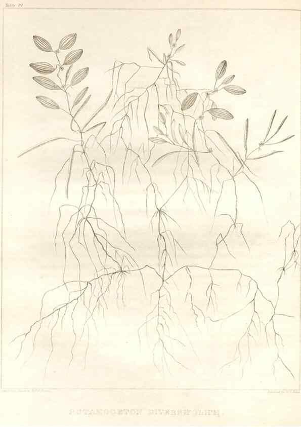 Reproducción/Reproduction 7361686866: A flora of North America :. Philadelphia :M. Carey & Sons,1821-23.