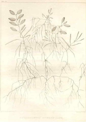 Reproducción/Reproduction 7361686866: A flora of North America :. Philadelphia :M. Carey & Sons,1821-23.