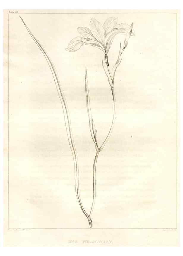 Reproducción/Reproduction 7176462699: A flora of North America :. Philadelphia :M. Carey & Sons,1821-23.