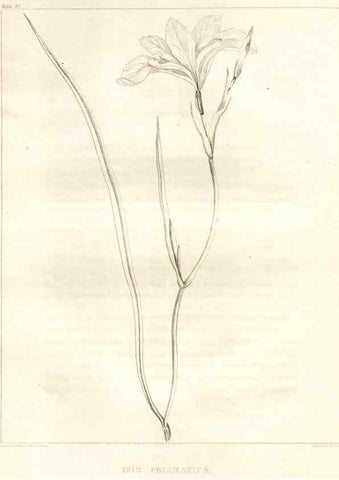 Reproducción/Reproduction 7176462699: A flora of North America :. Philadelphia :M. Carey & Sons,1821-23.