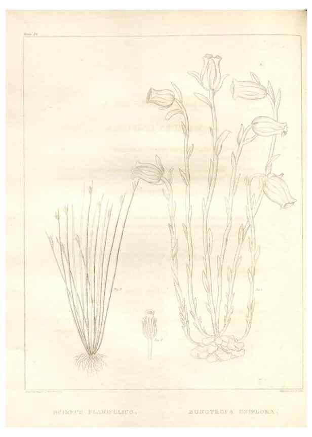 Reproducción/Reproduction 7176463463: A flora of North America :. Philadelphia :M. Carey & Sons,1821-23.