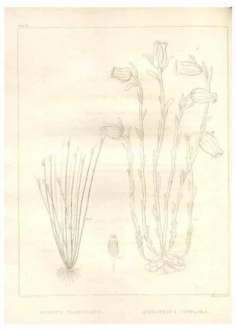Reproducción/Reproduction 7176463463: A flora of North America :. Philadelphia :M. Carey & Sons,1821-23.