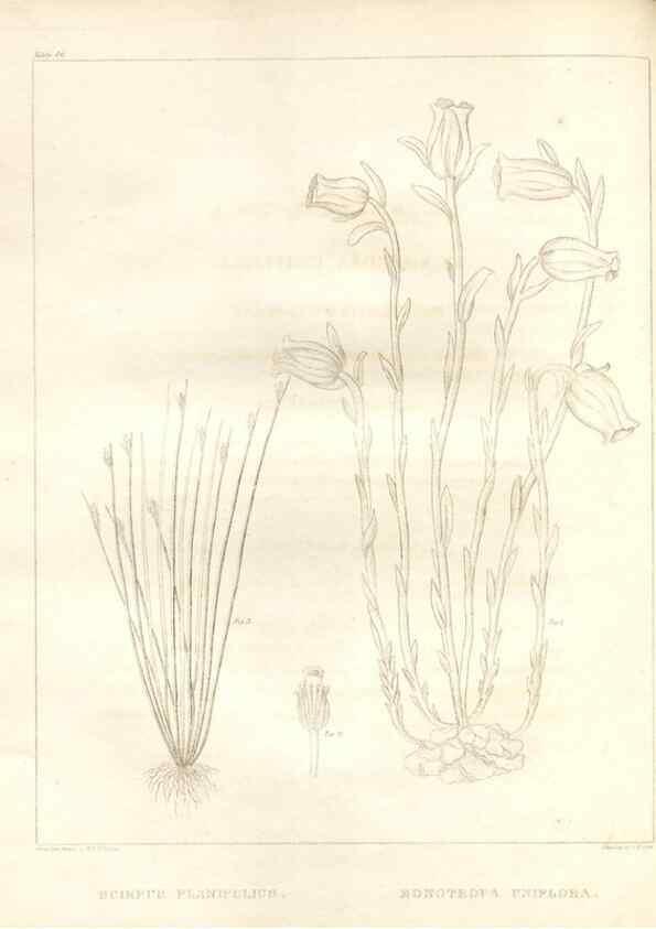 Reproducción/Reproduction 7176463463: A flora of North America :. Philadelphia :M. Carey & Sons,1821-23.