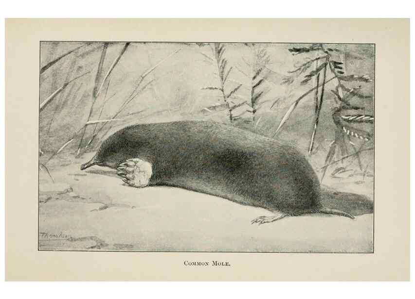 Reproducción/Reproduction 7176437971: Four-footed Americans and their kin /. New York :Macmillan,1898, t.p. 1901.