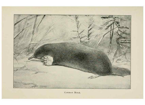 Reproducción/Reproduction 7176437971: Four-footed Americans and their kin /. New York :Macmillan,1898, t.p. 1901.