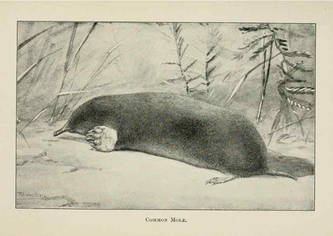 Reproducción/Reproduction 7176437971: Four-footed Americans and their kin /. New York :Macmillan,1898, t.p. 1901.