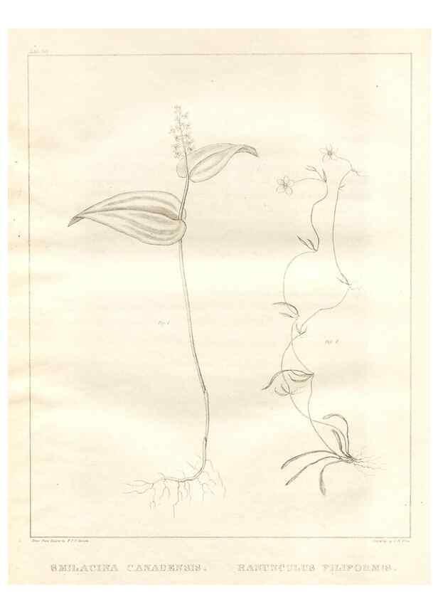 Reproducción/Reproduction 7176437267: A flora of North America :. Philadelphia :M. Carey & Sons,1821-23.