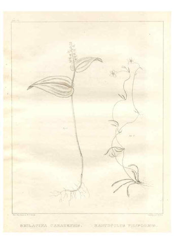 Reproducción/Reproduction 7176437267: A flora of North America :. Philadelphia :M. Carey & Sons,1821-23.