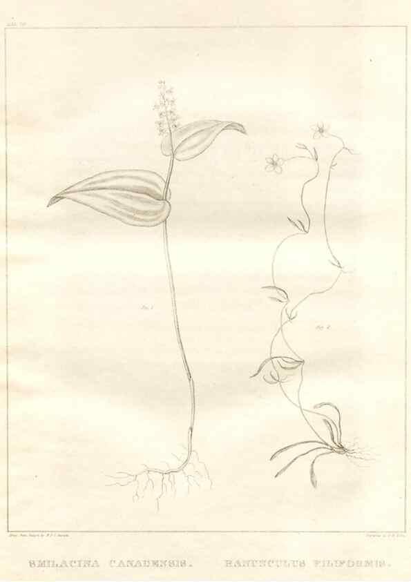 Reproducción/Reproduction 7176437267: A flora of North America :. Philadelphia :M. Carey & Sons,1821-23.