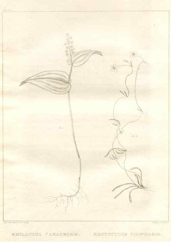 Reproducción/Reproduction 7176437267: A flora of North America :. Philadelphia :M. Carey & Sons,1821-23.