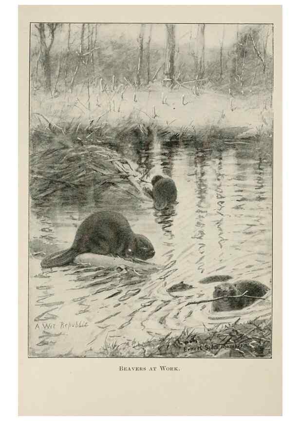 Reproducción/Reproduction 7176436943: Four-footed Americans and their kin /. New York :Macmillan,1898, t.p. 1901.