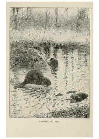 Reproducción/Reproduction 7176436943: Four-footed Americans and their kin /. New York :Macmillan,1898, t.p. 1901.