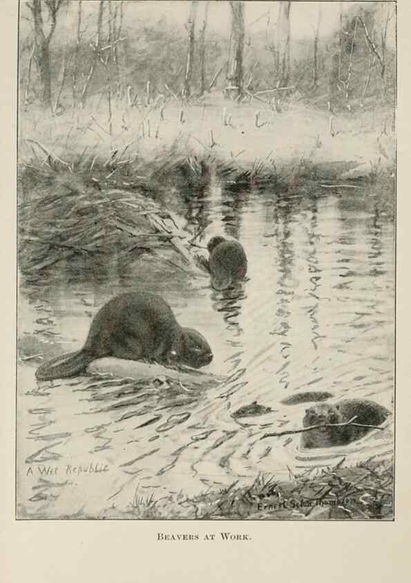 Reproducción/Reproduction 7176436943: Four-footed Americans and their kin /. New York :Macmillan,1898, t.p. 1901.