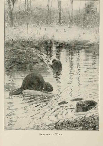 Reproducción/Reproduction 7176436943: Four-footed Americans and their kin /. New York :Macmillan,1898, t.p. 1901.