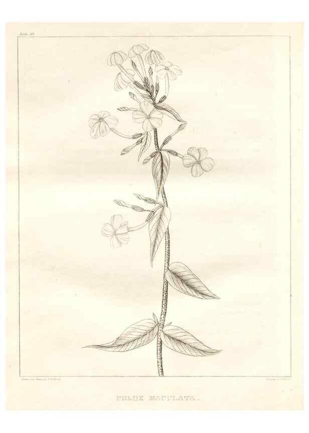 Reproducción/Reproduction 7361660992: A flora of North America :. Philadelphia :M. Carey & Sons,1821-23.