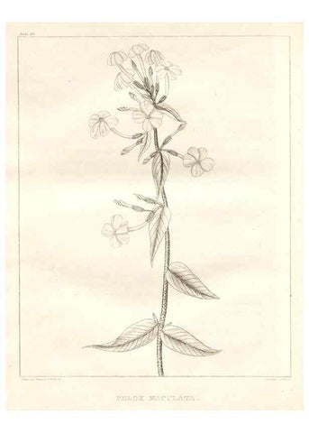 Reproducción/Reproduction 7361660992: A flora of North America :. Philadelphia :M. Carey & Sons,1821-23.
