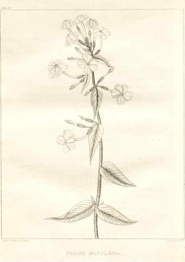 Reproducción/Reproduction 7361660992: A flora of North America :. Philadelphia :M. Carey & Sons,1821-23.