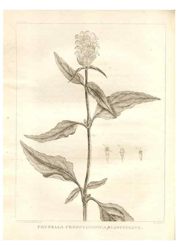 Reproducción/Reproduction 7176429697: A flora of North America :. Philadelphia :M. Carey & Sons,1821-23.