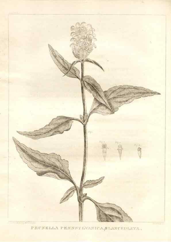 Reproducción/Reproduction 7176429697: A flora of North America :. Philadelphia :M. Carey & Sons,1821-23.