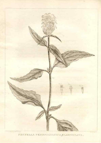Reproducción/Reproduction 7176429697: A flora of North America :. Philadelphia :M. Carey & Sons,1821-23.