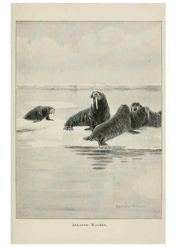 Reproducción/Reproduction 7176429809: Four-footed Americans and their kin /. New York :Macmillan,1898, t.p. 1901.