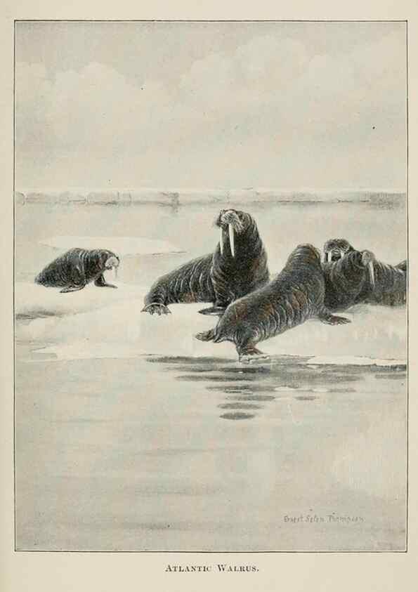 Reproducción/Reproduction 7176429809: Four-footed Americans and their kin /. New York :Macmillan,1898, t.p. 1901.