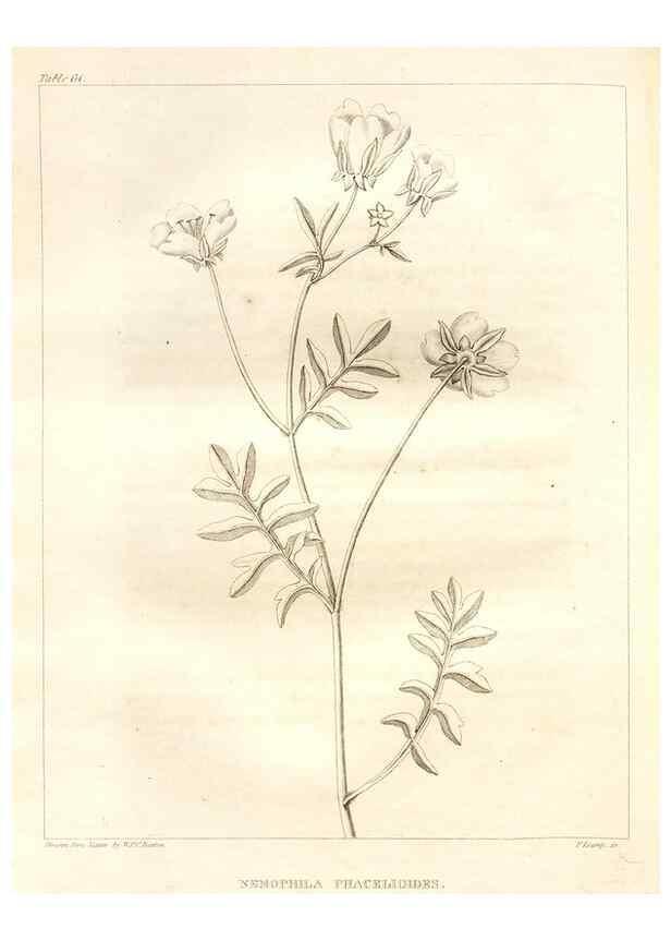 Reproducción/Reproduction 7176430449: A flora of North America :. Philadelphia :M. Carey & Sons,1821-23.