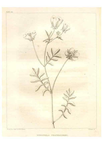 Reproducción/Reproduction 7176430449: A flora of North America :. Philadelphia :M. Carey & Sons,1821-23.