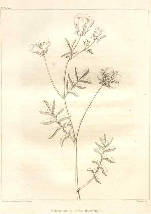 Reproducción/Reproduction 7176430449: A flora of North America :. Philadelphia :M. Carey & Sons,1821-23.