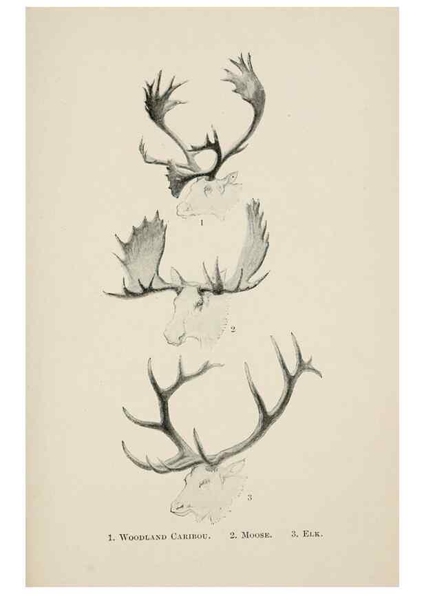 Reproducción/Reproduction 7176430733: Four-footed Americans and their kin /. New York :Macmillan,1898, t.p. 1901.