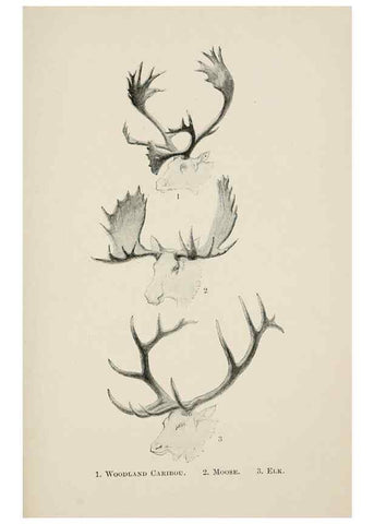 Reproducción/Reproduction 7176430733: Four-footed Americans and their kin /. New York :Macmillan,1898, t.p. 1901.