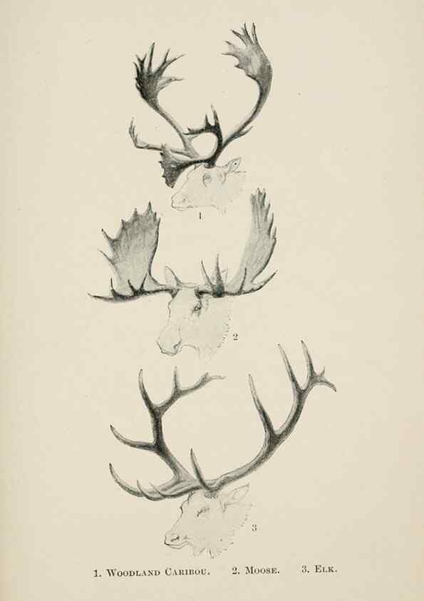 Reproducción/Reproduction 7176430733: Four-footed Americans and their kin /. New York :Macmillan,1898, t.p. 1901.