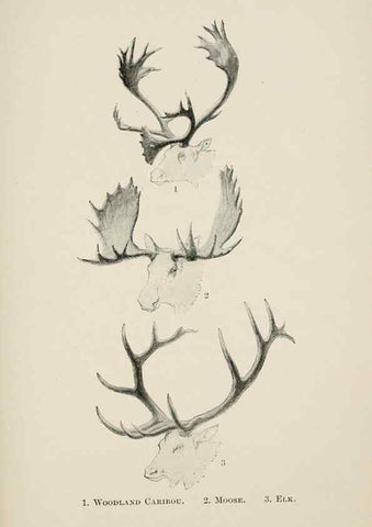 Reproducción/Reproduction 7176430733: Four-footed Americans and their kin /. New York :Macmillan,1898, t.p. 1901.