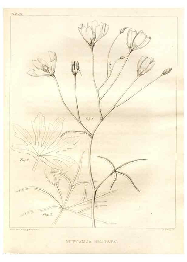 Reproducción/Reproduction 7361655568: A flora of North America :. Philadelphia :M. Carey & Sons,1821-23.
