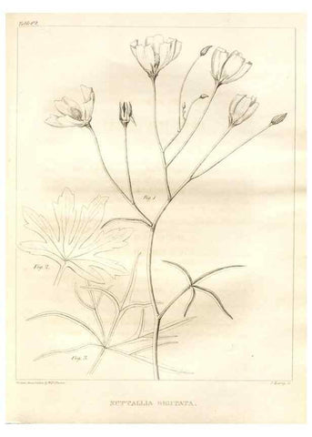 Reproducción/Reproduction 7361655568: A flora of North America :. Philadelphia :M. Carey & Sons,1821-23.