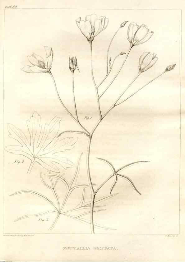 Reproducción/Reproduction 7361655568: A flora of North America :. Philadelphia :M. Carey & Sons,1821-23.