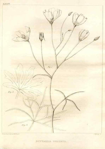 Reproducción/Reproduction 7361655568: A flora of North America :. Philadelphia :M. Carey & Sons,1821-23.