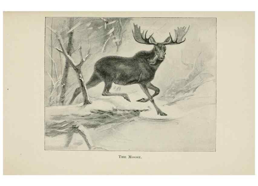 Reproducción/Reproduction 7176432079: Four-footed Americans and their kin /. New York :Macmillan,1898, t.p. 1901.