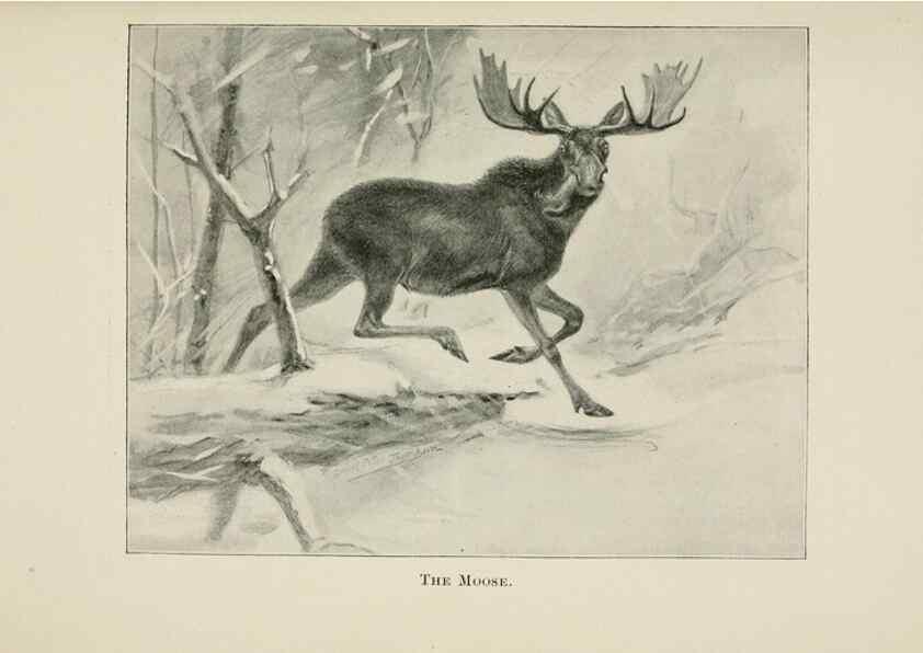 Reproducción/Reproduction 7176432079: Four-footed Americans and their kin /. New York :Macmillan,1898, t.p. 1901.